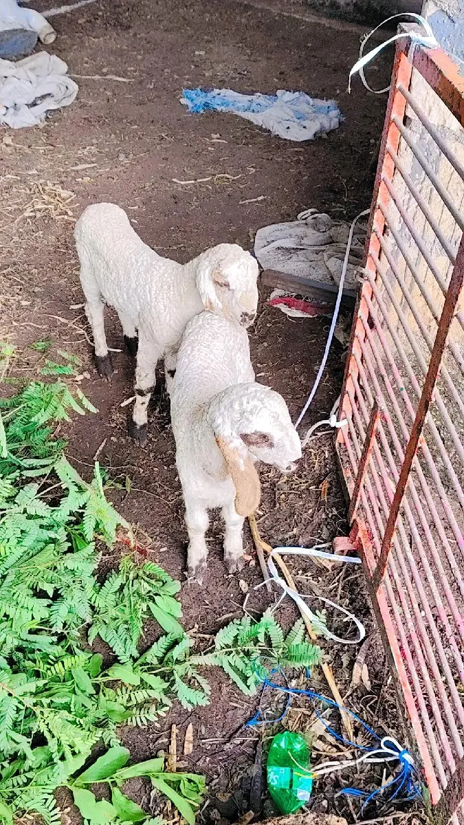 થંબનેલ 3