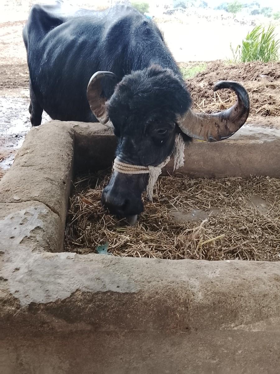 થંબનેલ 3