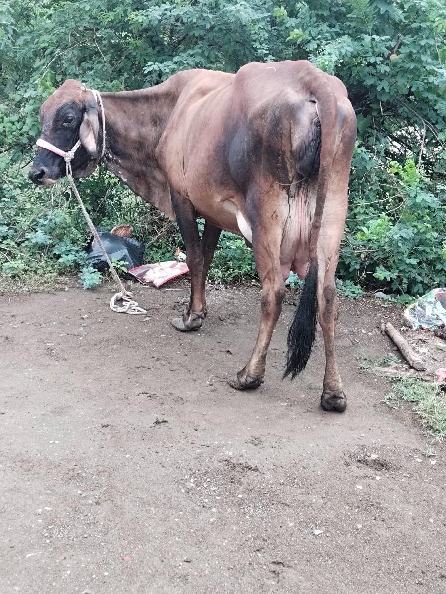 થંબનેલ 2