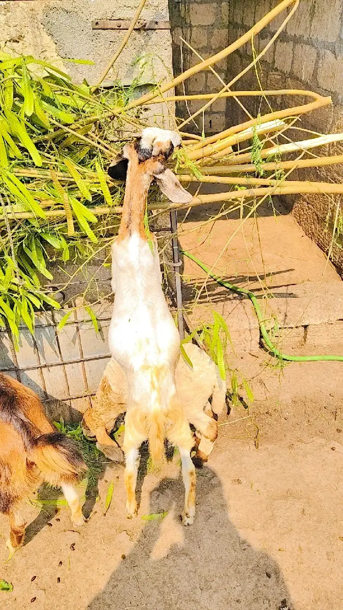 થંબનેલ 3