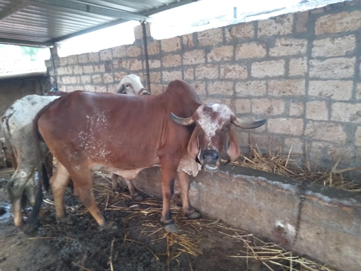 થંબનેલ 3