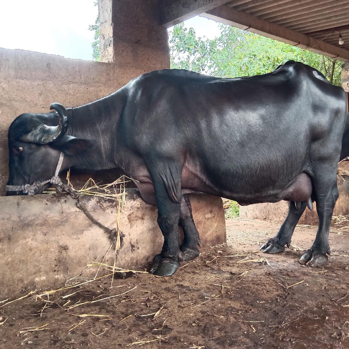 ભેંસ વેચવા ની છે ૧૪૫૦૦૦