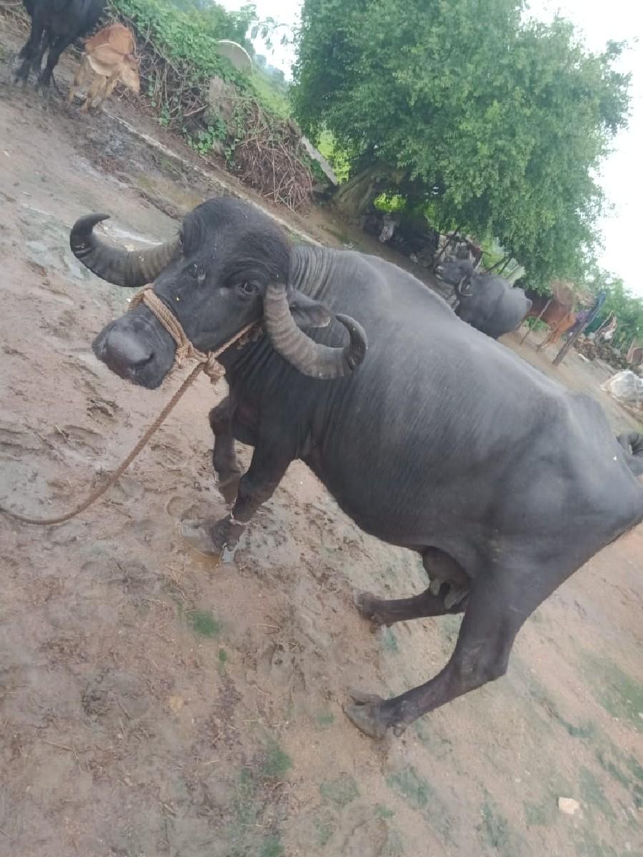 ભેંસ વેચવાની છે
