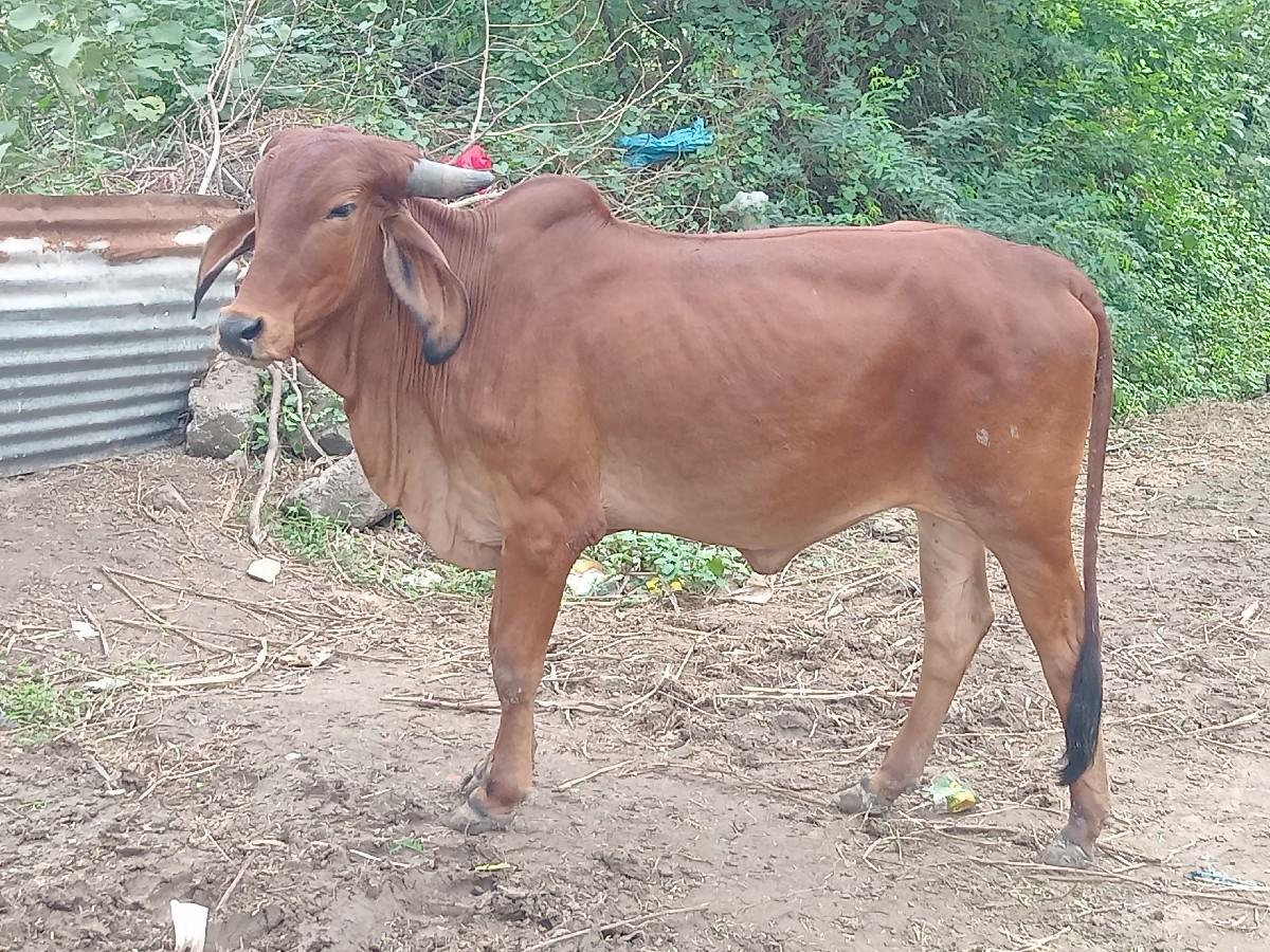 જતીનભાઈ