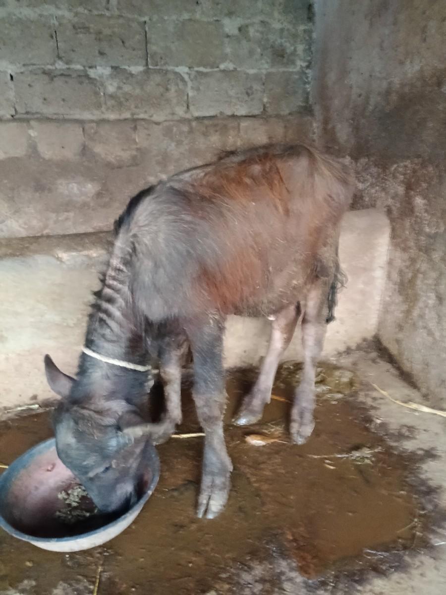 थंबनेल 3