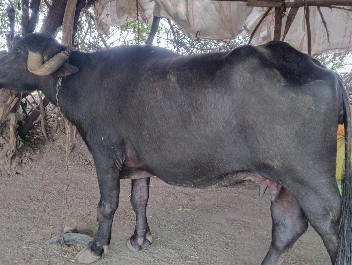 ભેંસ વેચવાની છે