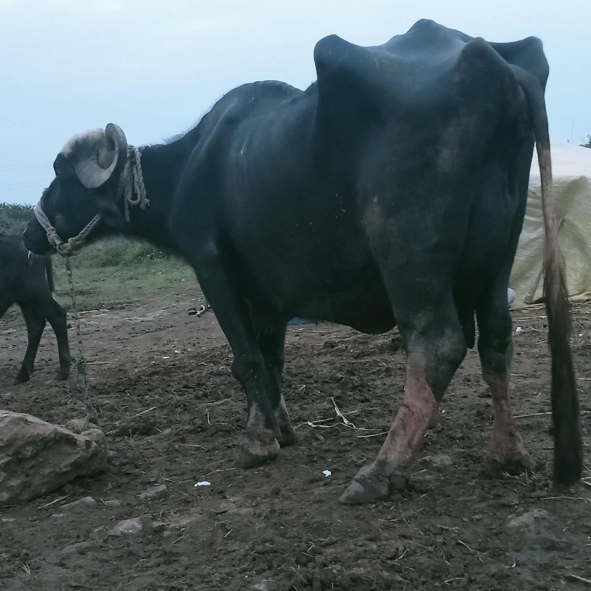 ત્રીજું વેતર