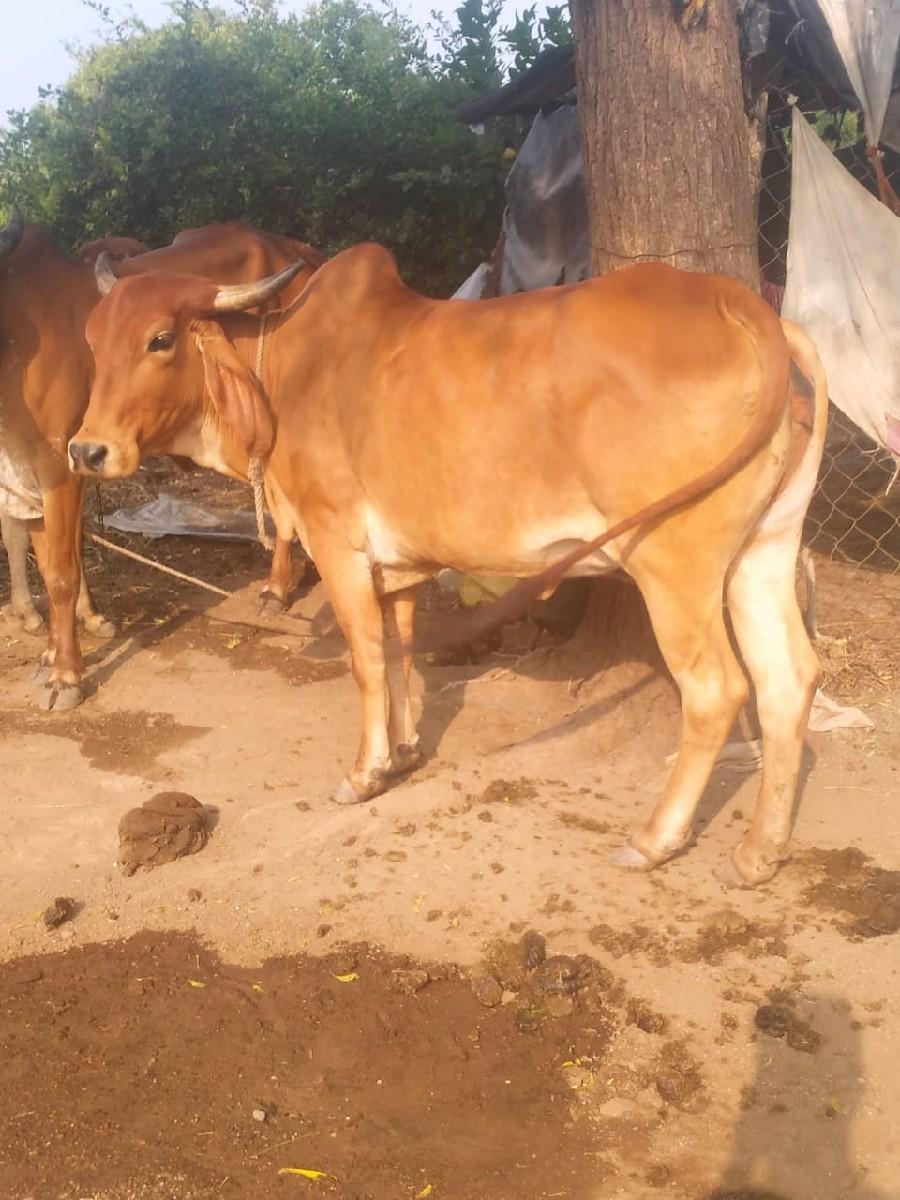 થંબનેલ 2