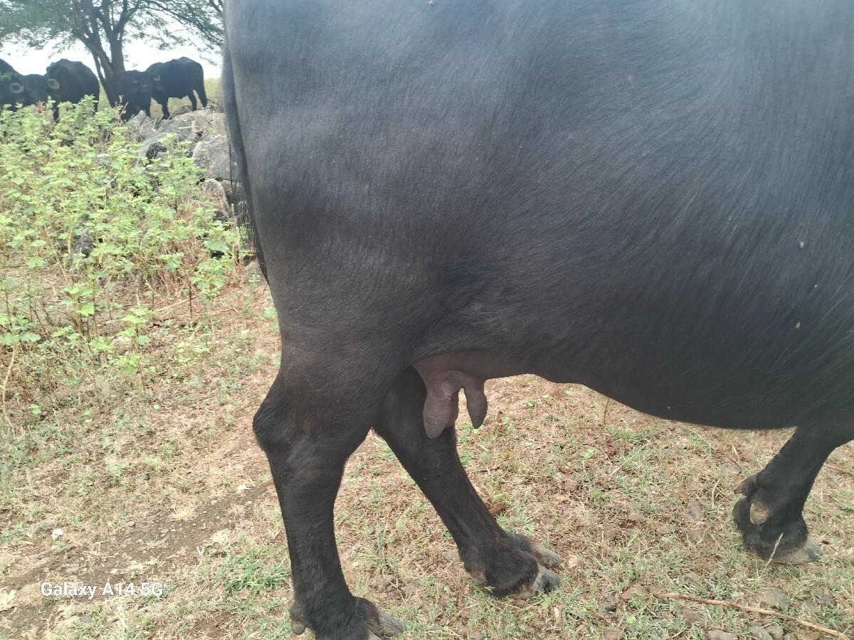 થંબનેલ 2