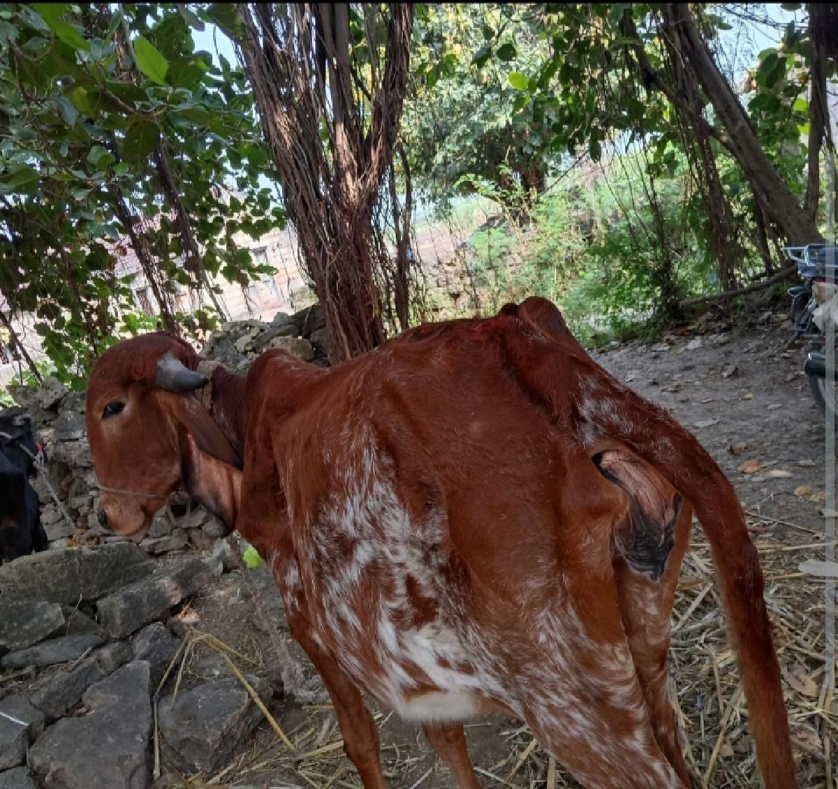 આ વાસડી  વેસવાની છે ૨ વર્ષ ની