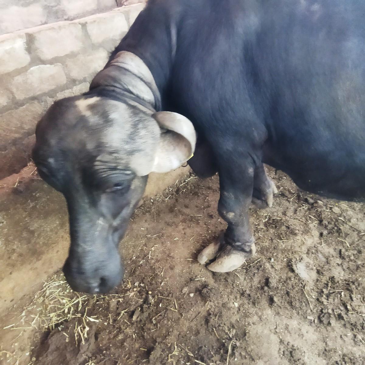 થંબનેલ 3