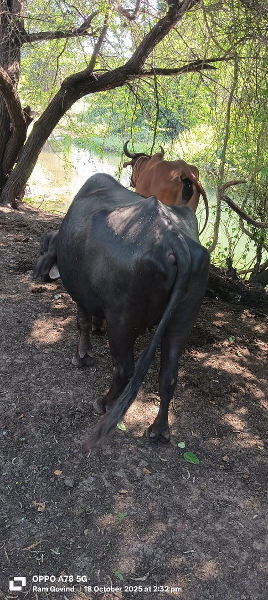 થંબનેલ 2