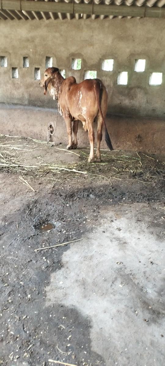 થંબનેલ 3