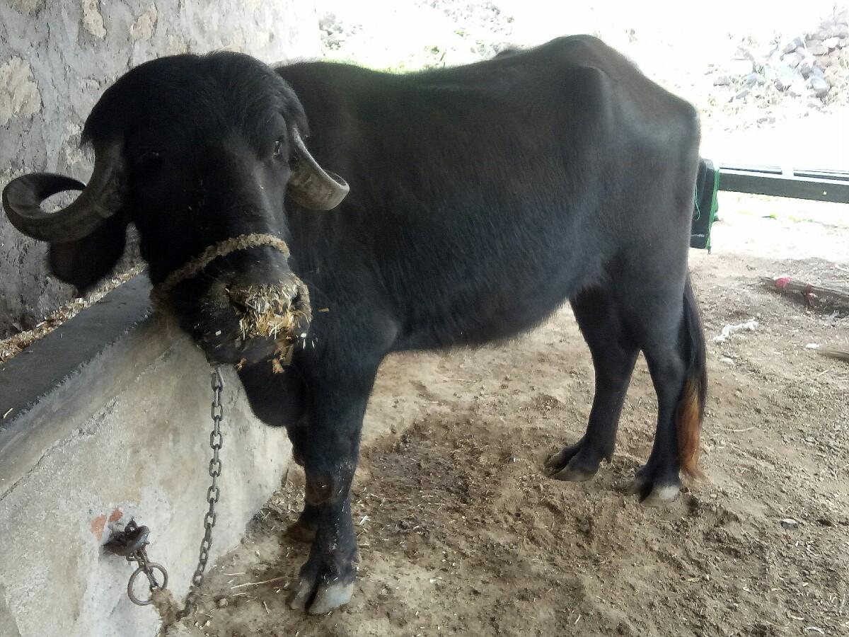 ખળેલી વેચવાની છે