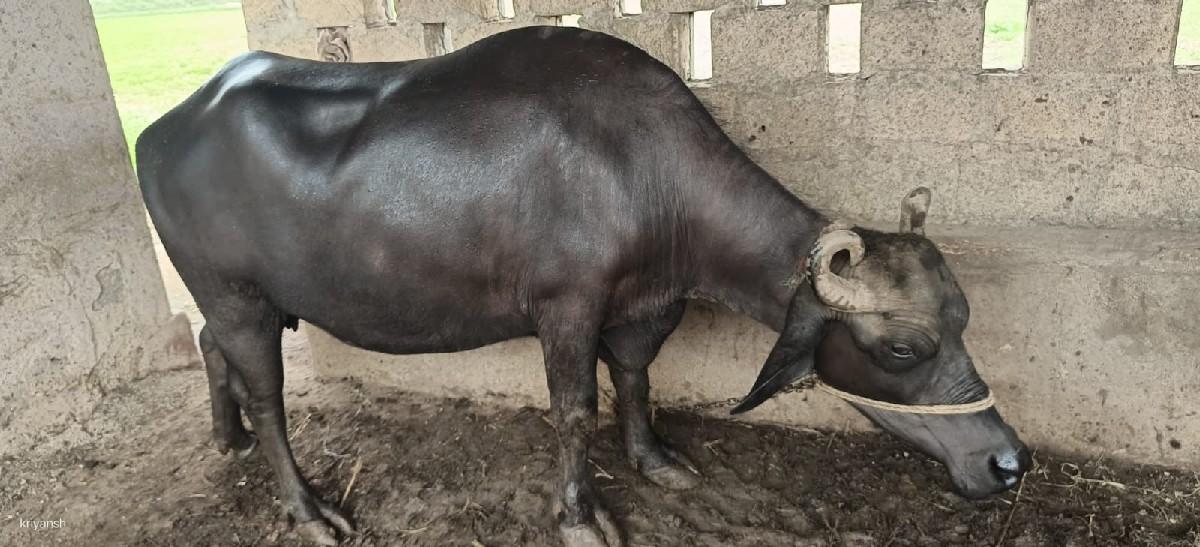 થંબનેલ 3