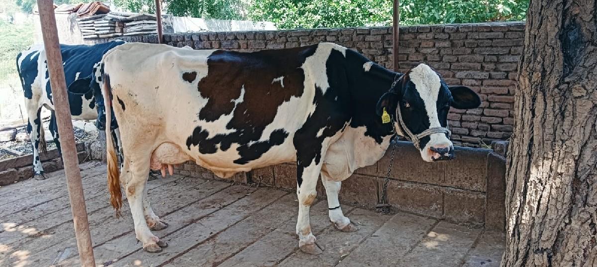 h.f 3 વેતરની