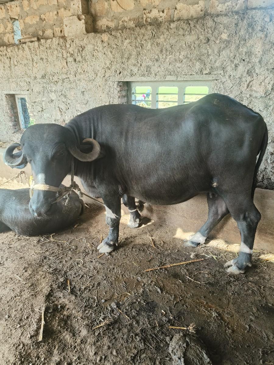 થંબનેલ 2