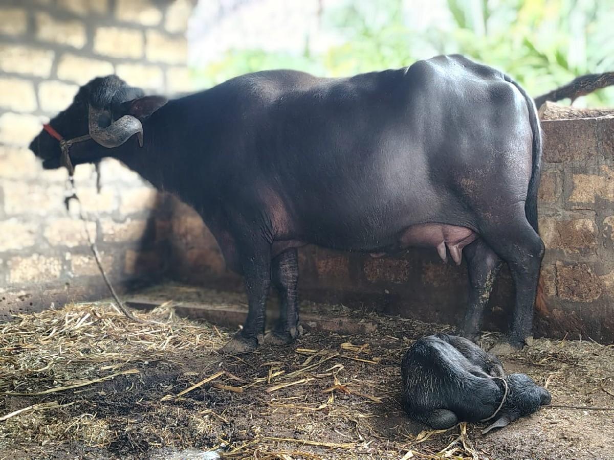 થંબનેલ 2