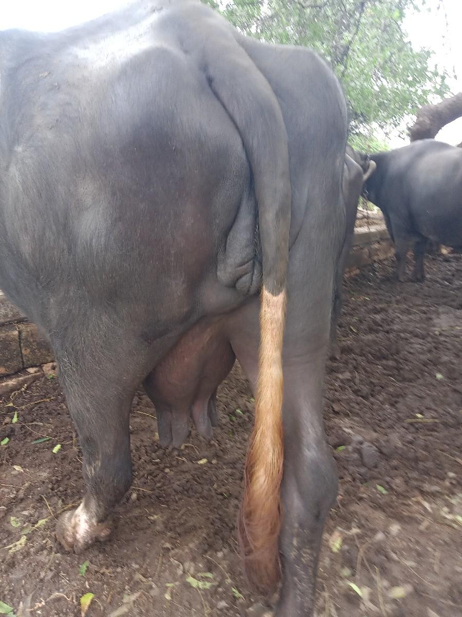 ભેસ વેચવાની છેે  ભગર