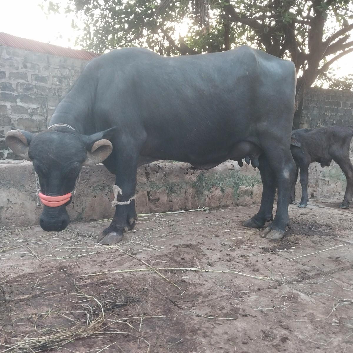 ભેશવેચવાની છે