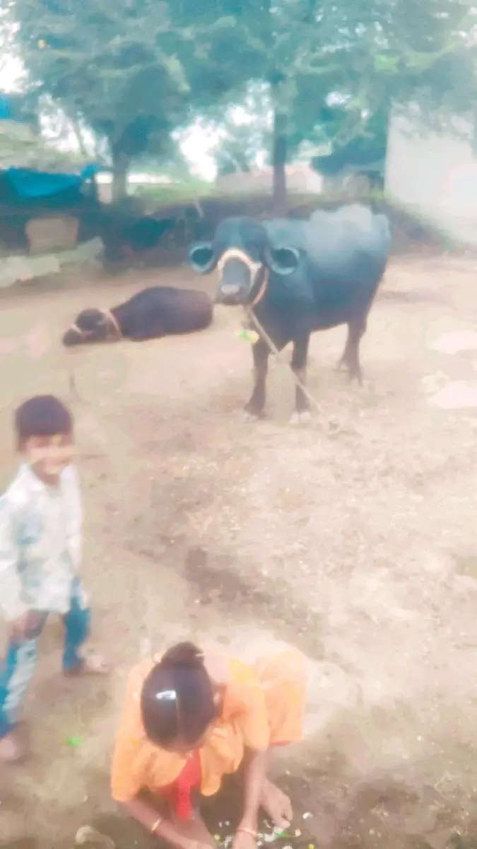 થંબનેલ 3