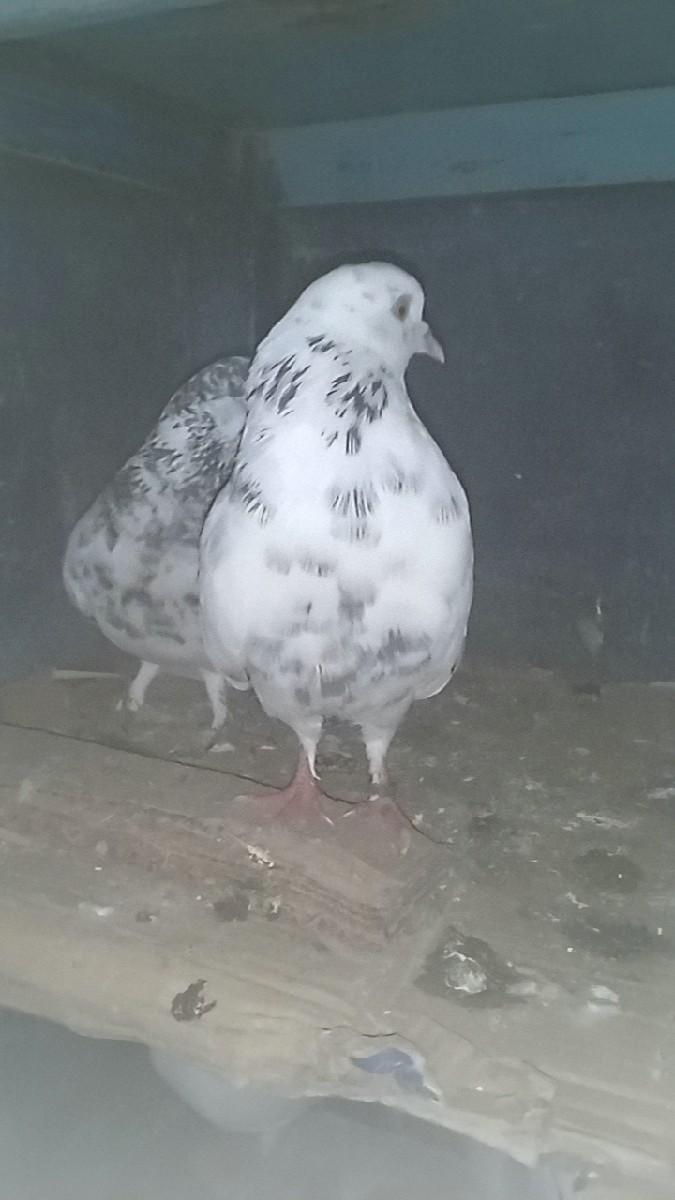 કબુતર વેચવાના છે ભાઈ ધોરાજી કબુતર