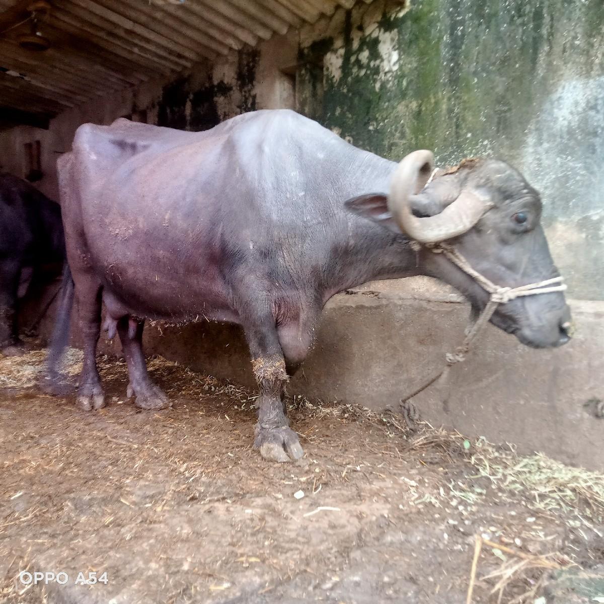 થંબનેલ 3