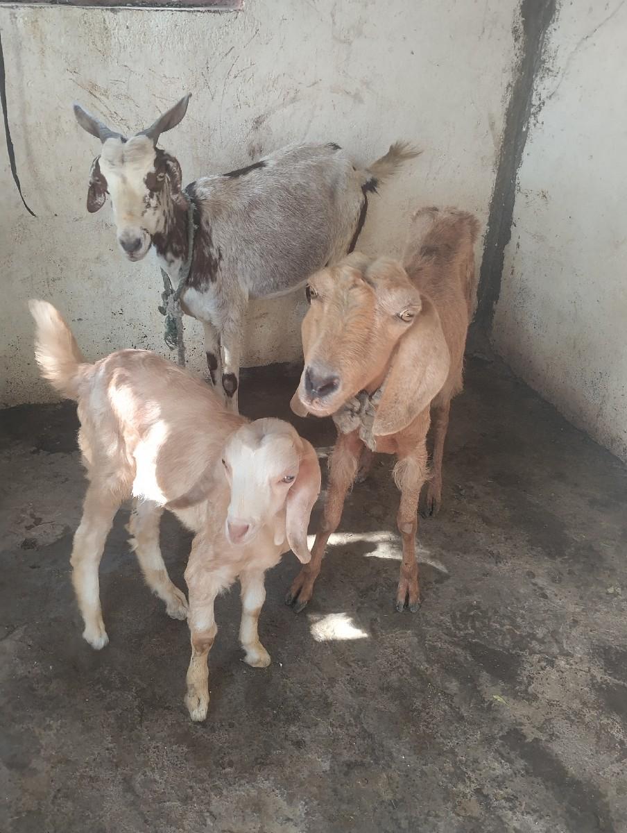 થંબનેલ 2