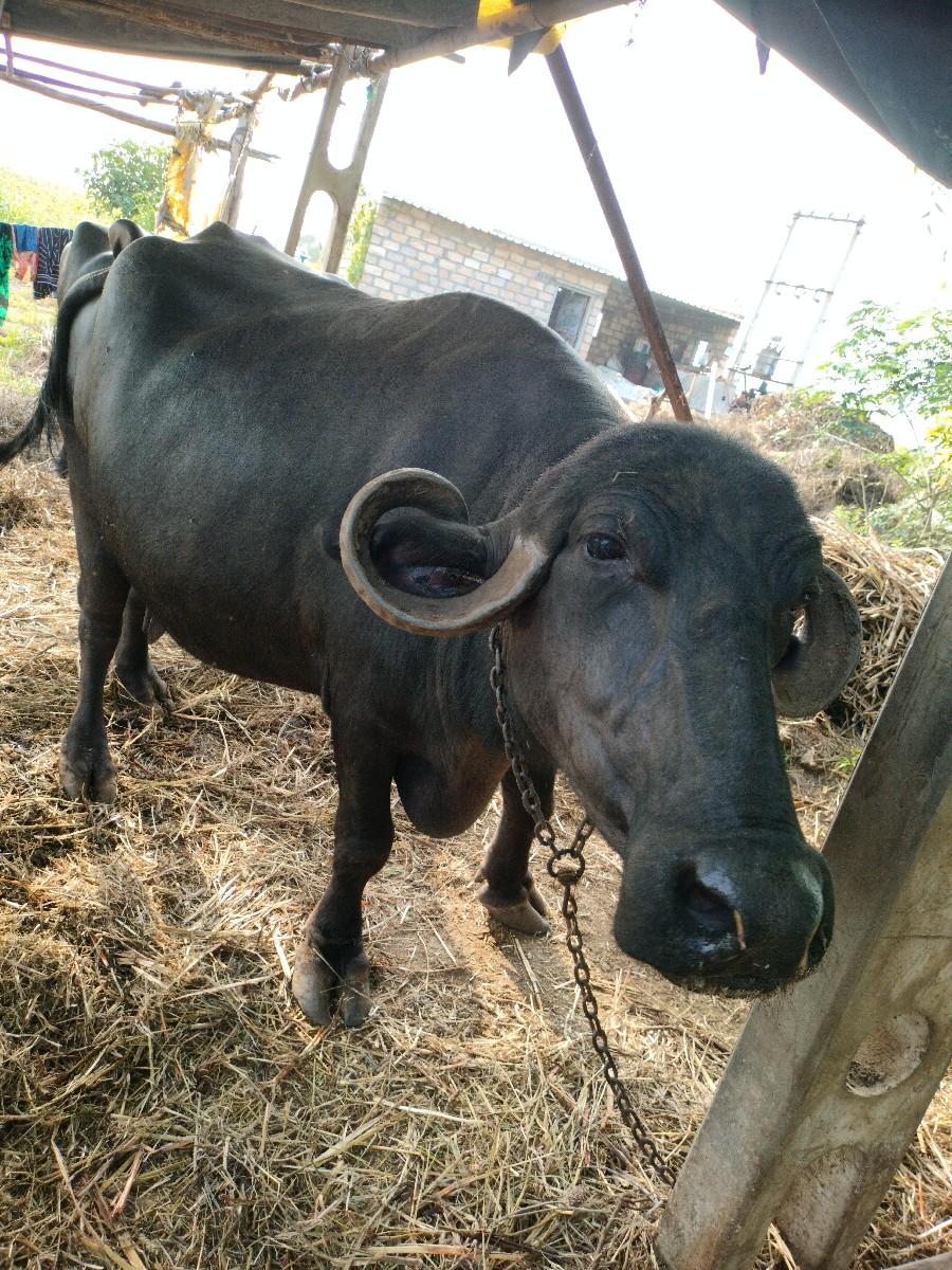 થંબનેલ 3