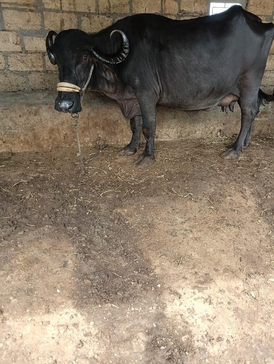 થંબનેલ 3