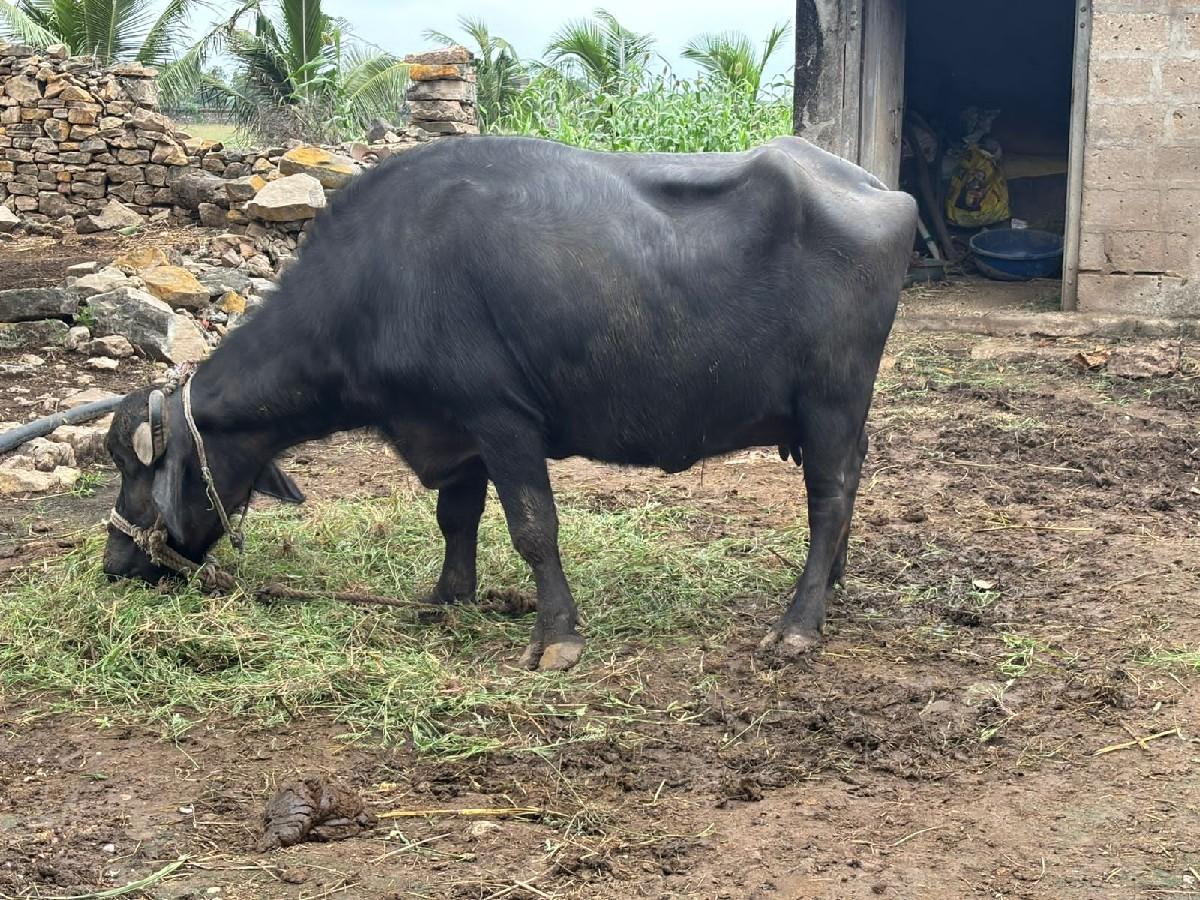 થંબનેલ 3