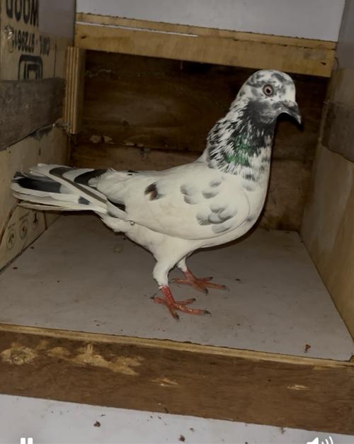 થંબનેલ 3