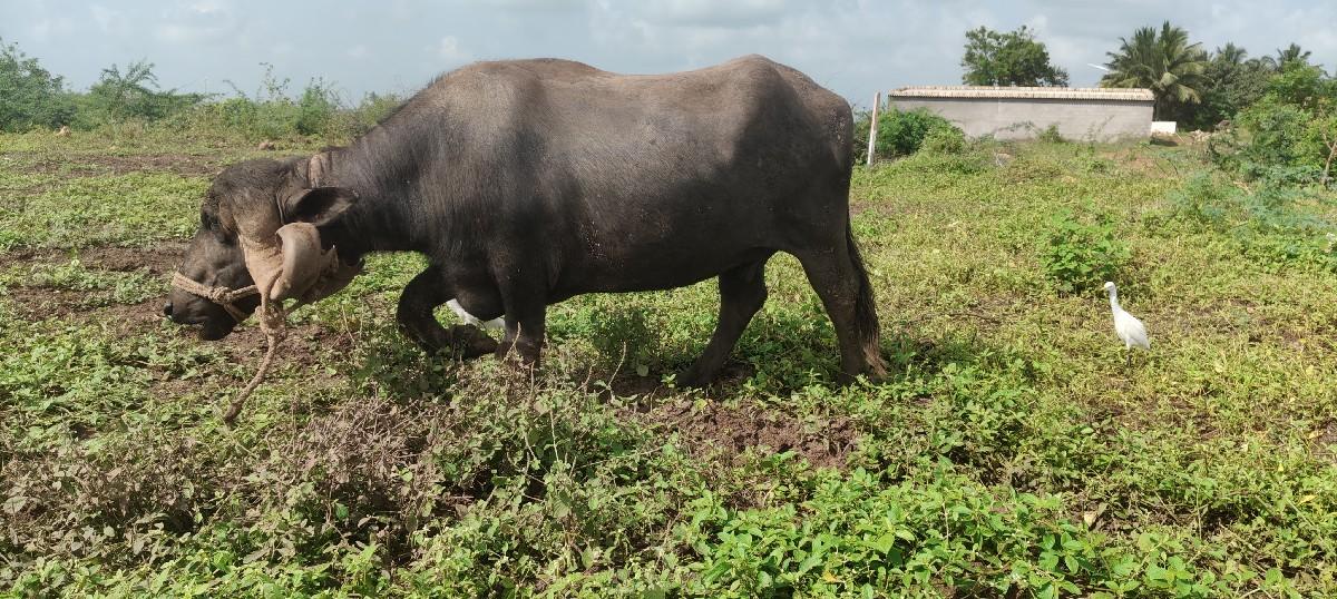 ભેંશ વેચવા ની  છે