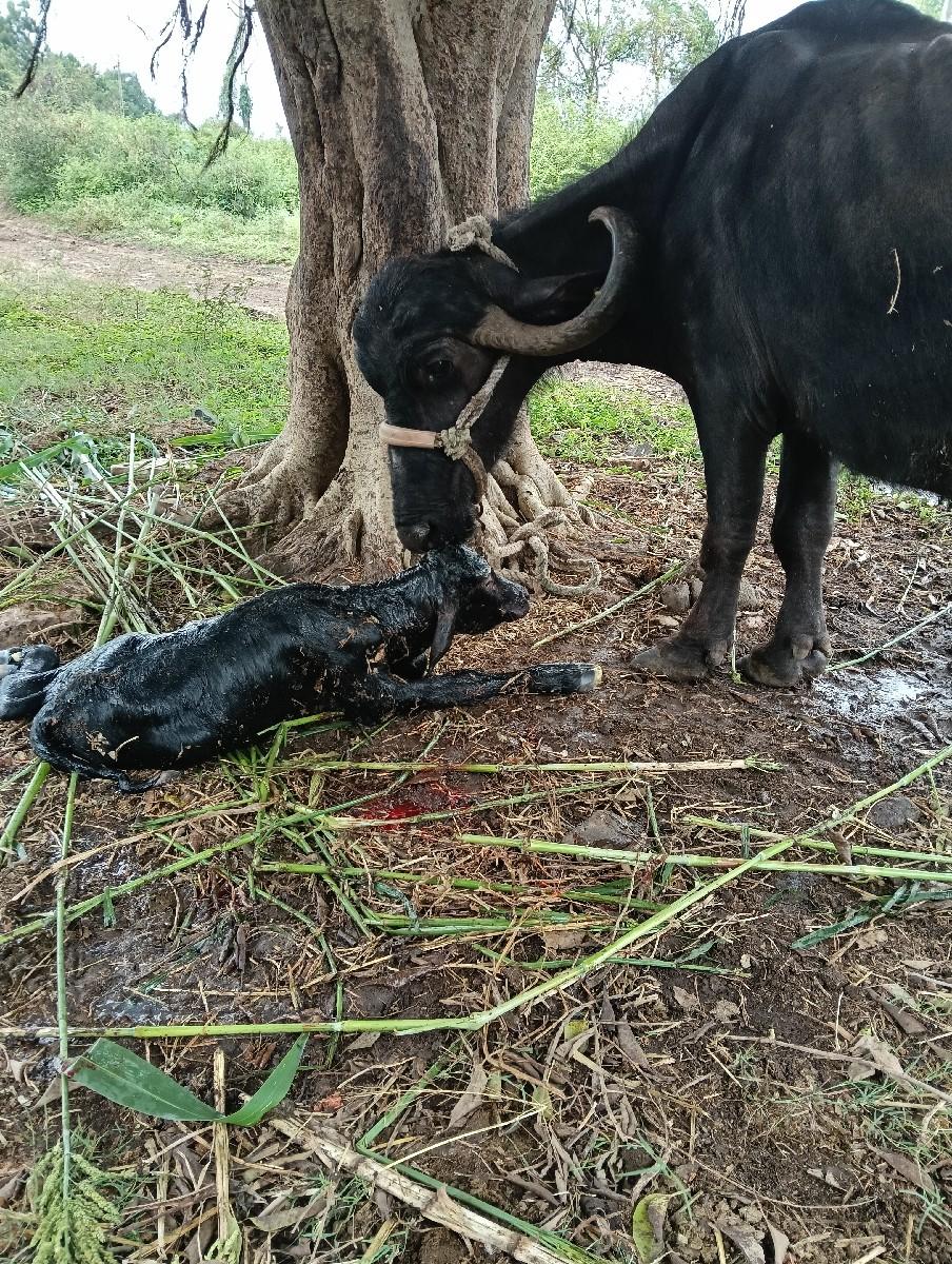 થંબનેલ 2