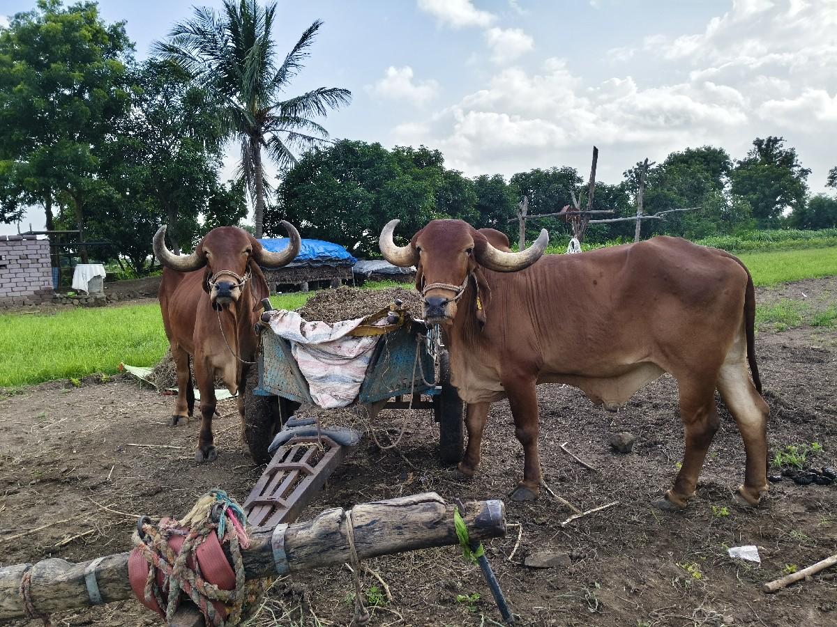 બળદ વેચવાના સે