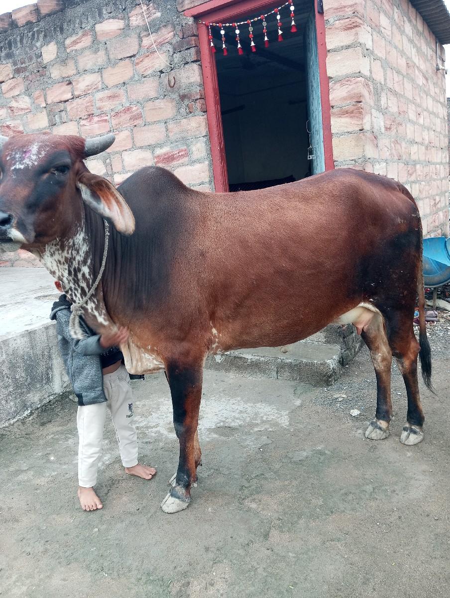 લાલજી ભાઈ ભરવાડ