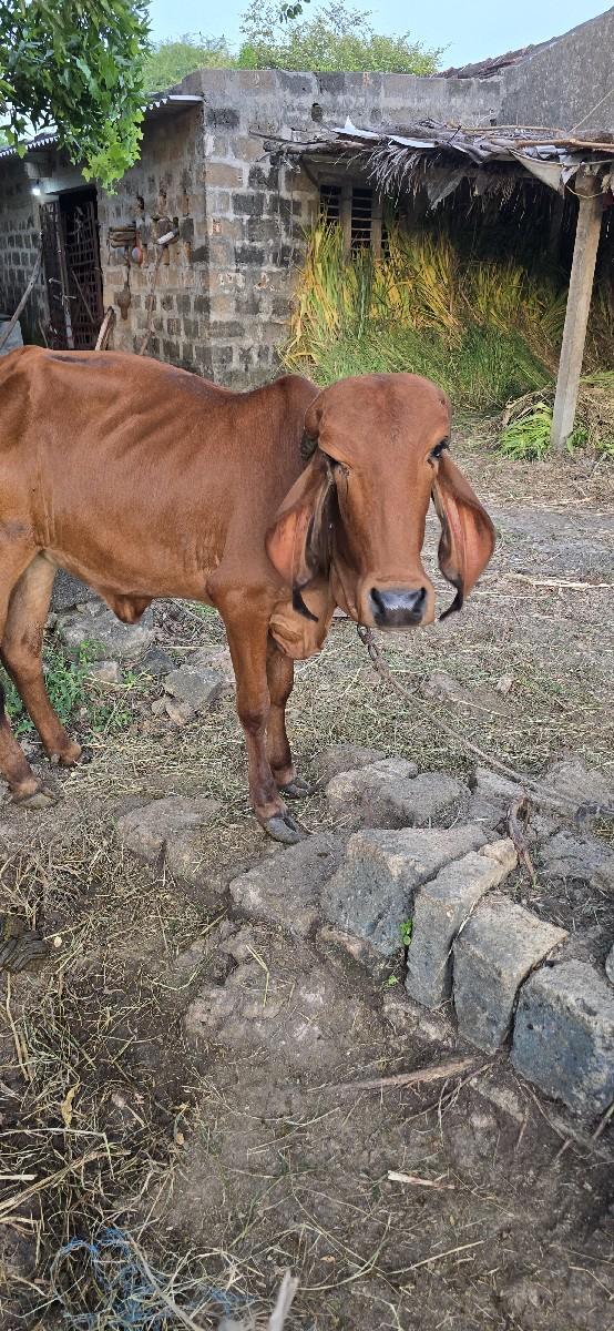 થંબનેલ 2