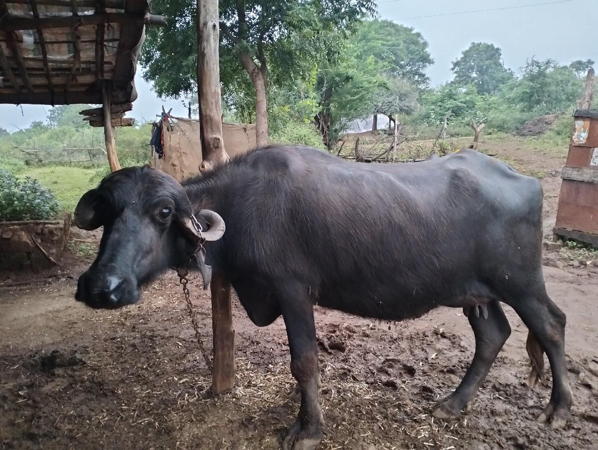 થંબનેલ 2