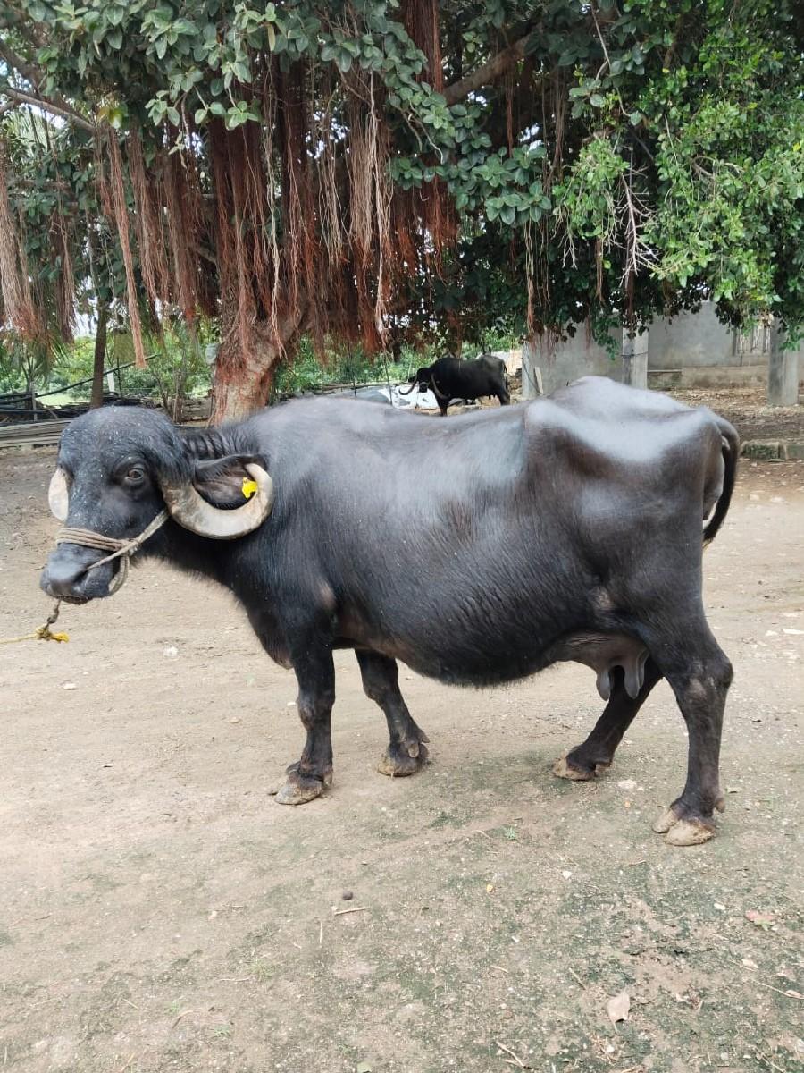 ભેંસ વેચવાની છે