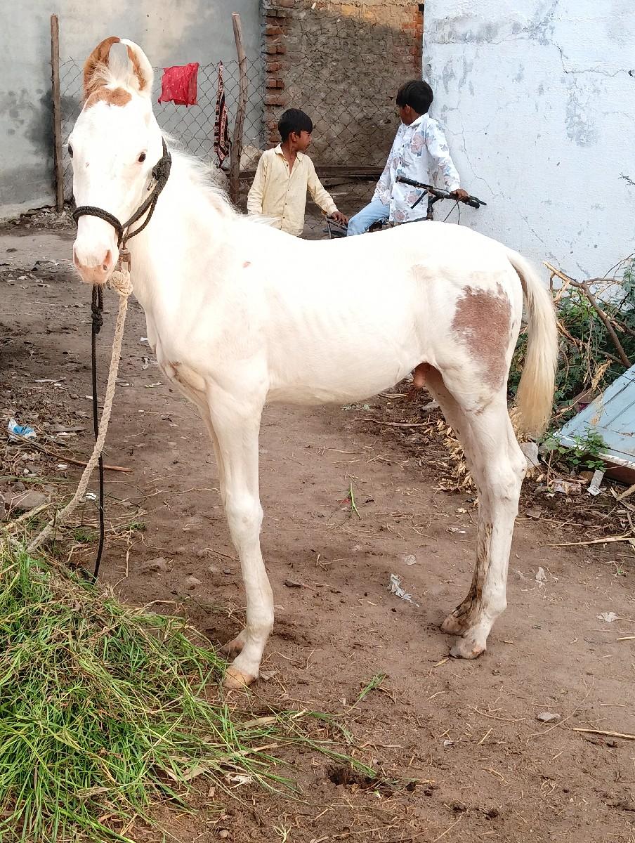 થંબનેલ 2