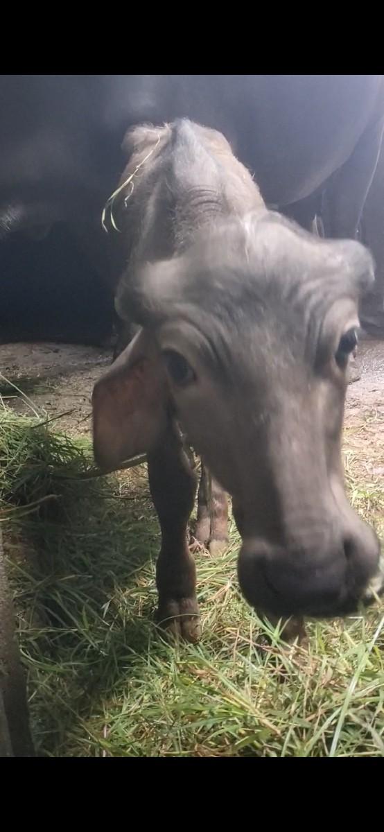 થંબનેલ 2