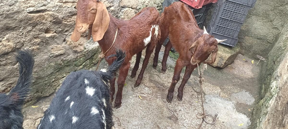 થંબનેલ 3