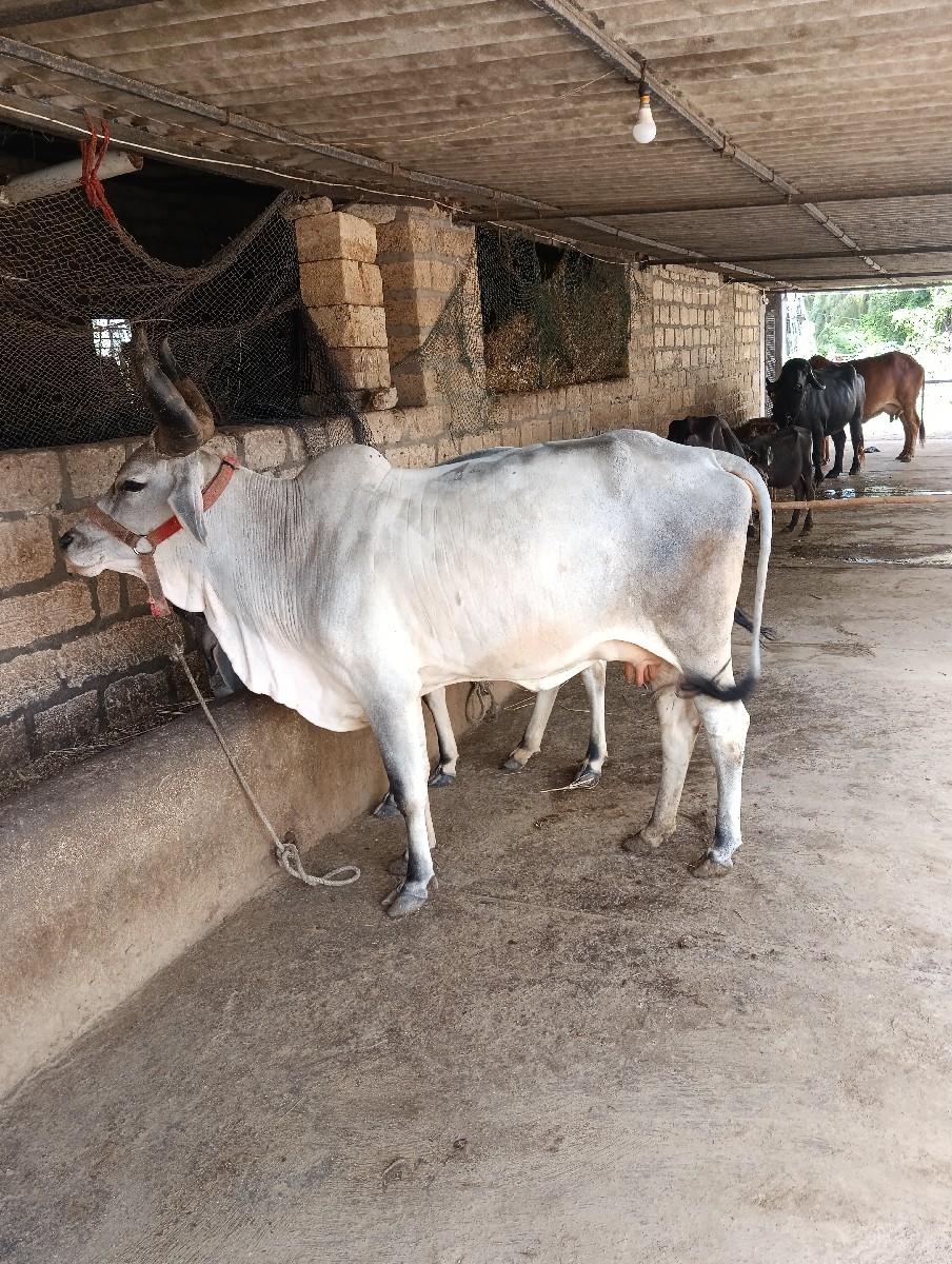 થંબનેલ 2