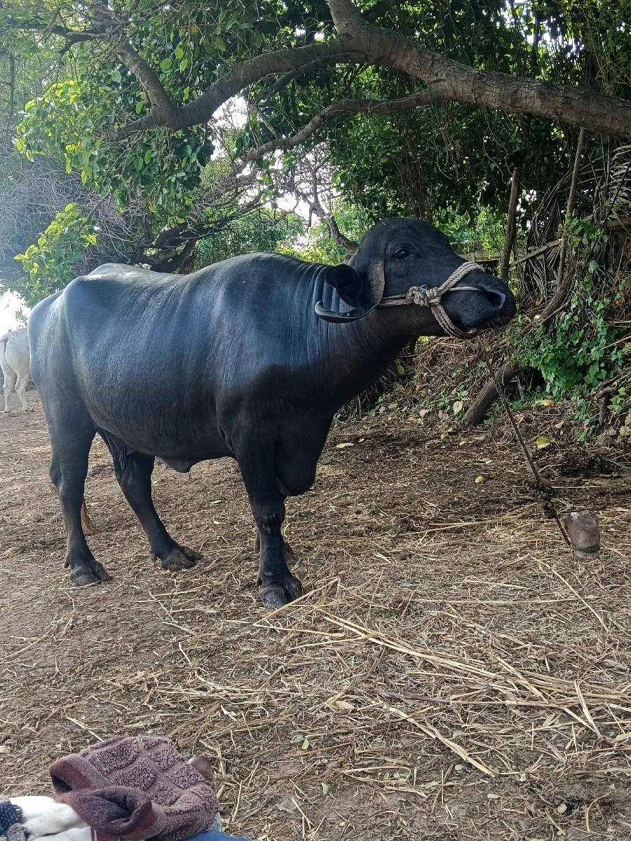 ભેંશ વેસવાની સે 2 વેતર