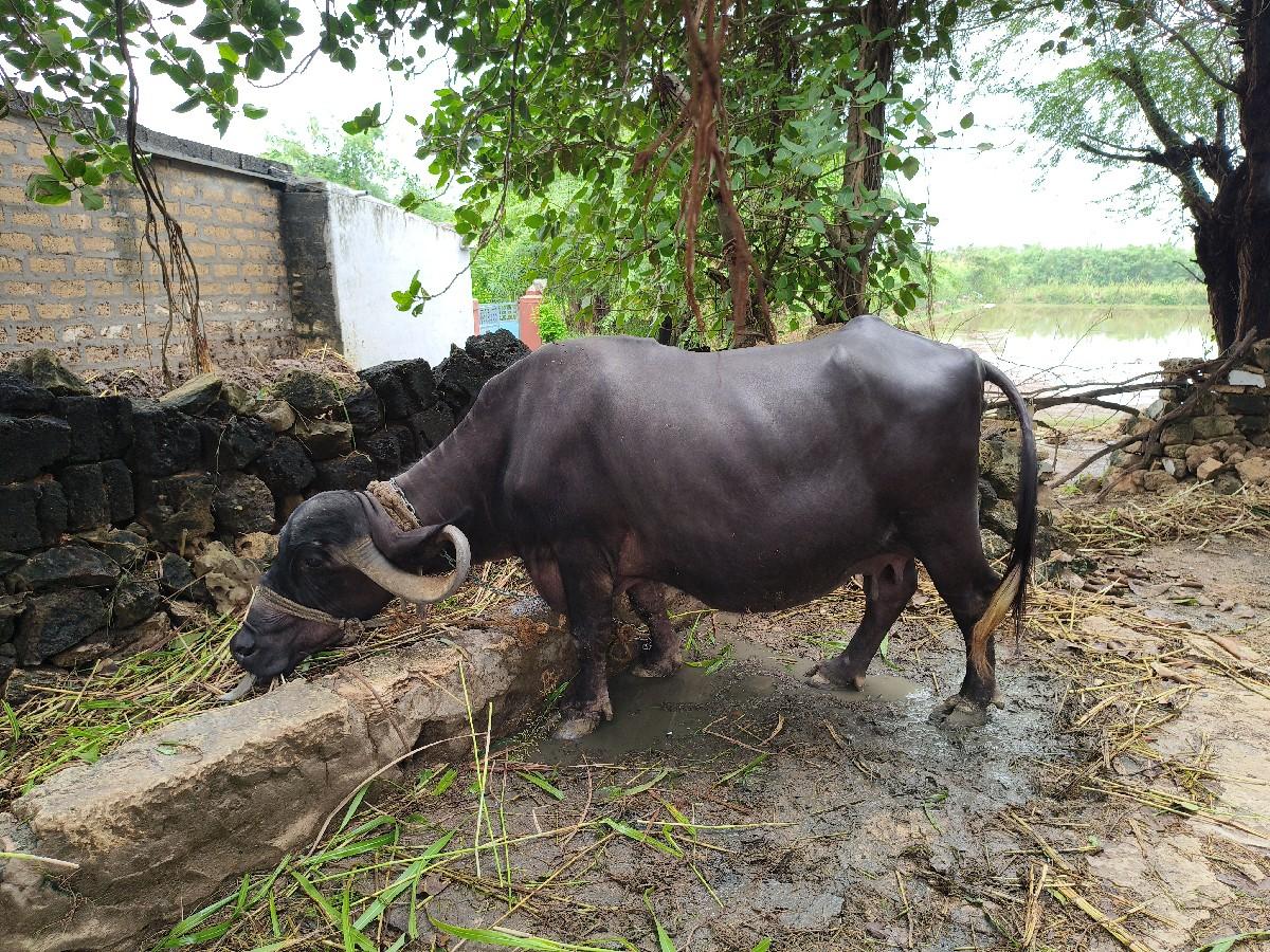 થંબનેલ 2