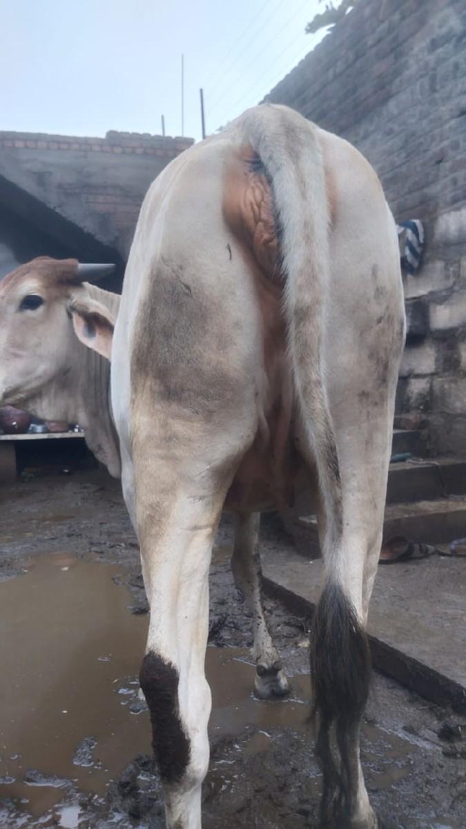 થંબનેલ 3