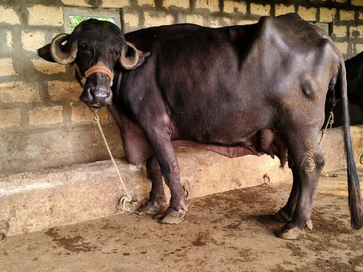 થંબનેલ 5