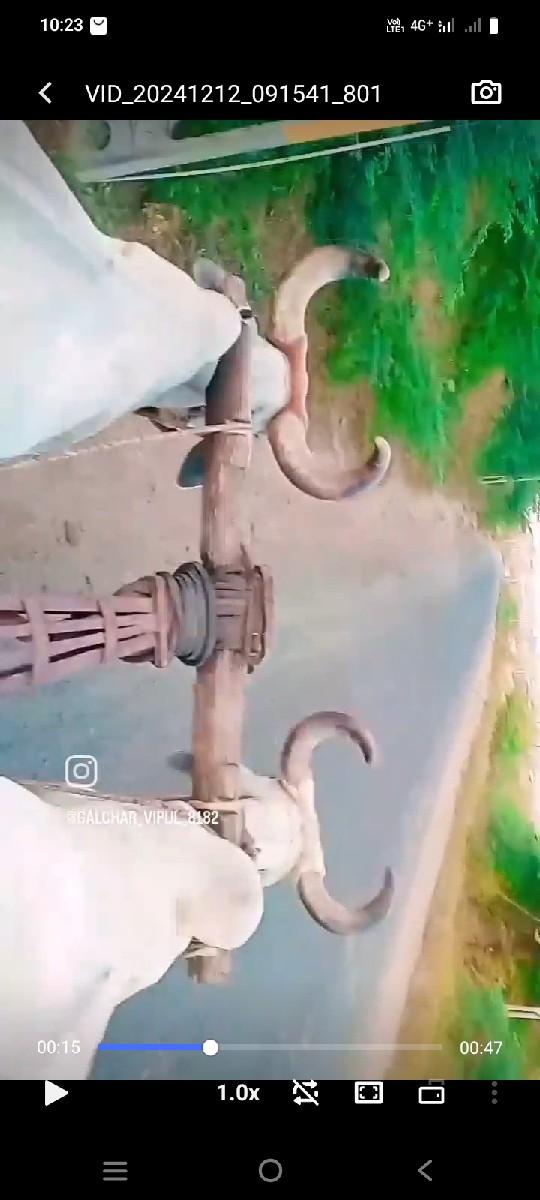 બળદ વેશવાના છે