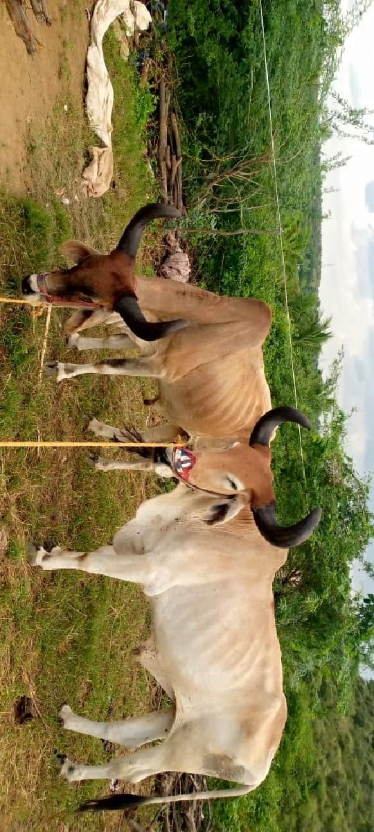 બળદ ગોઢલા લે વેચ