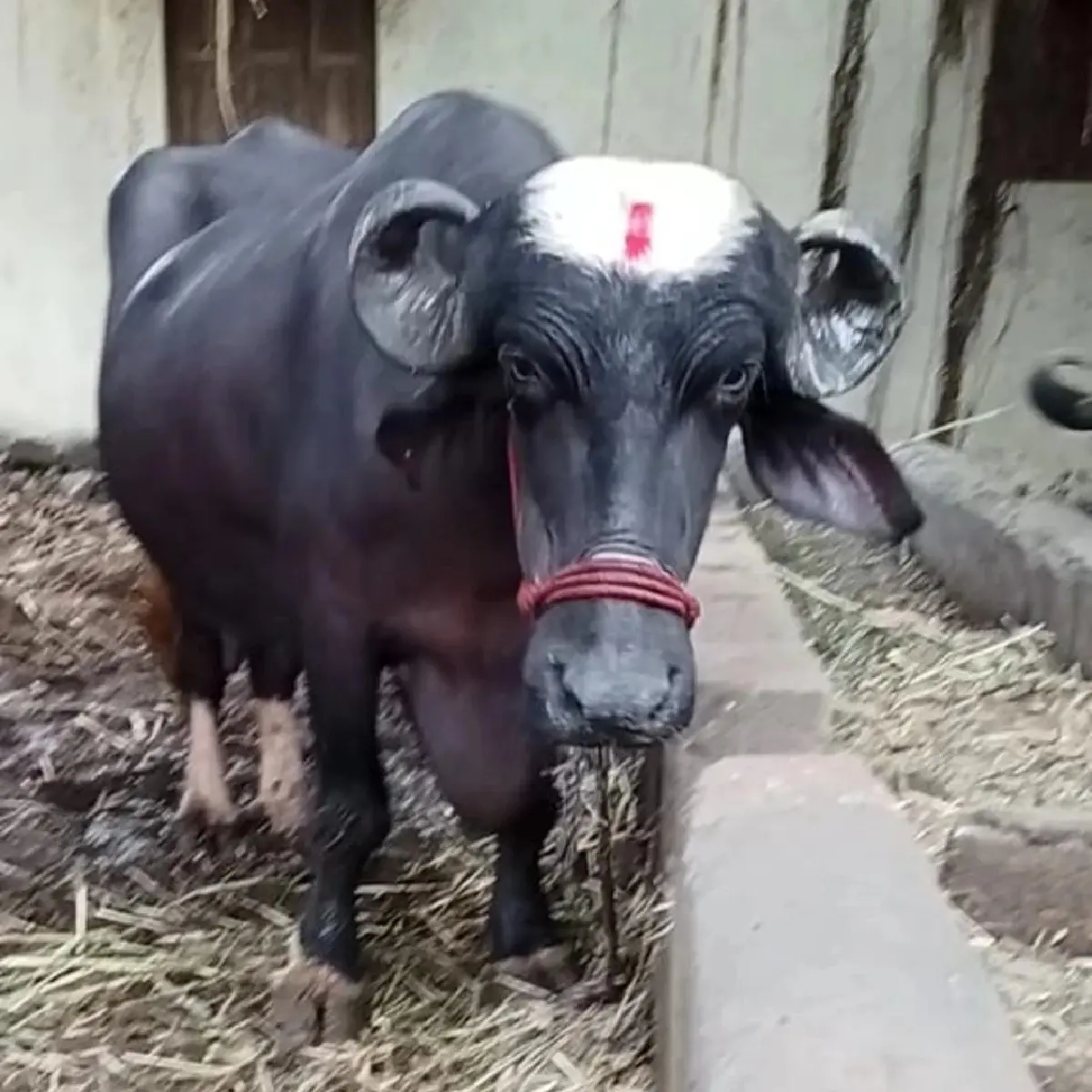 ભૈસ વેચવા ની છે